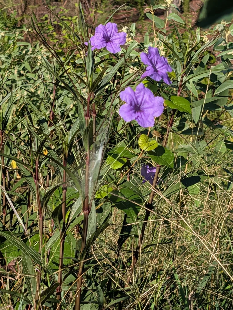 Ruellia Brittoniana