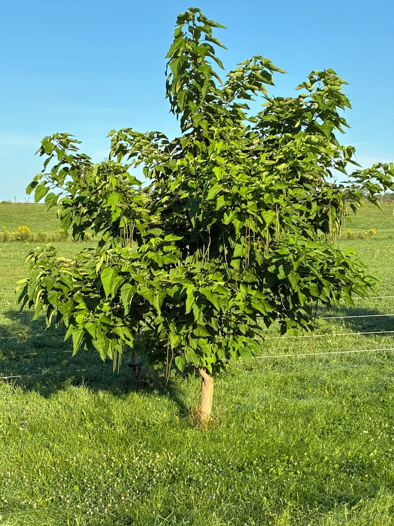Catalpa Speciosa
