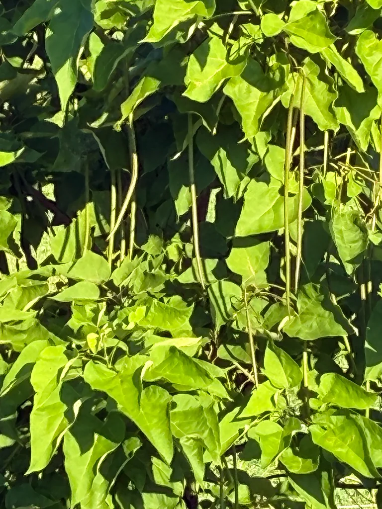 Catalpa Speciosa