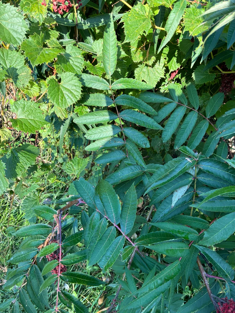 Rhus Glabra