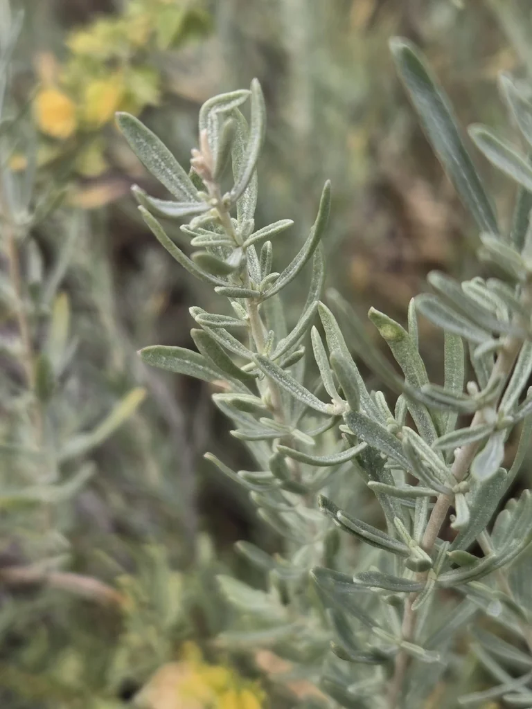 Atriplex Canescens