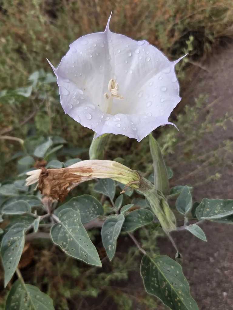 Datura wrightii
