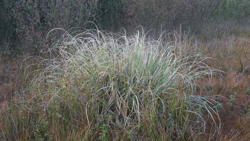 Cortaderia Selloana