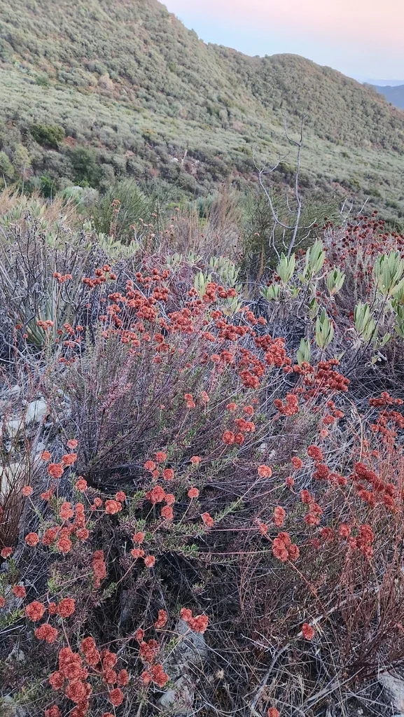 Eriogonum Fasciculatum
