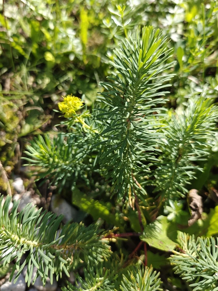 Euphorbia Cyparissias