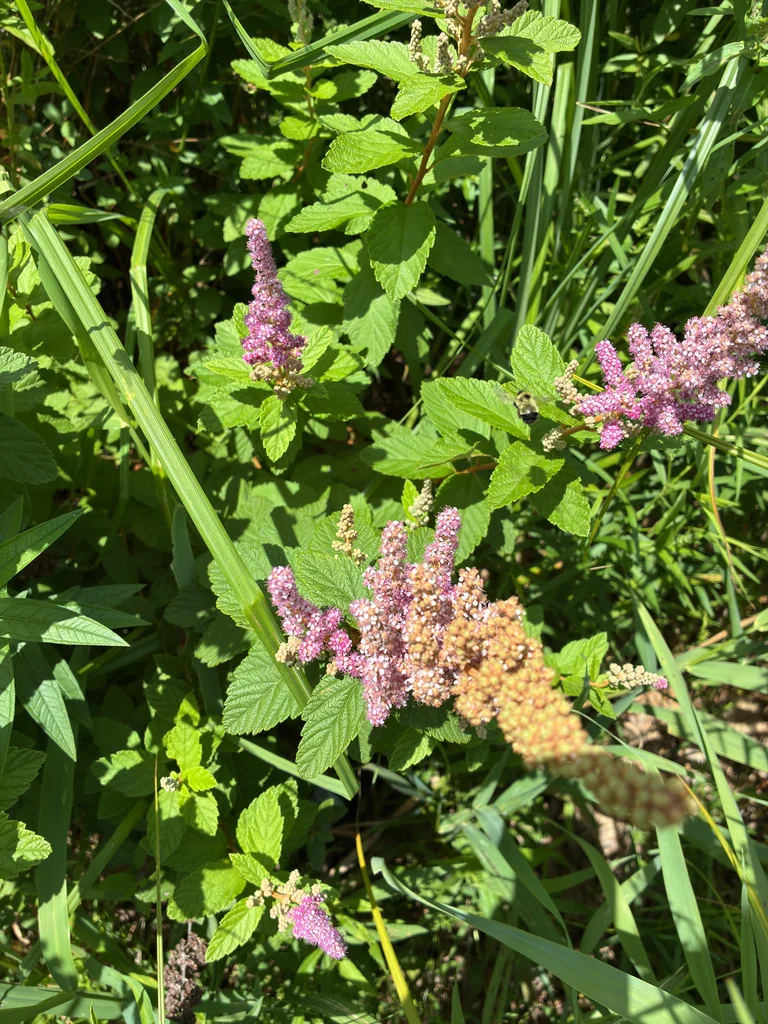Spiraea Tomentosa