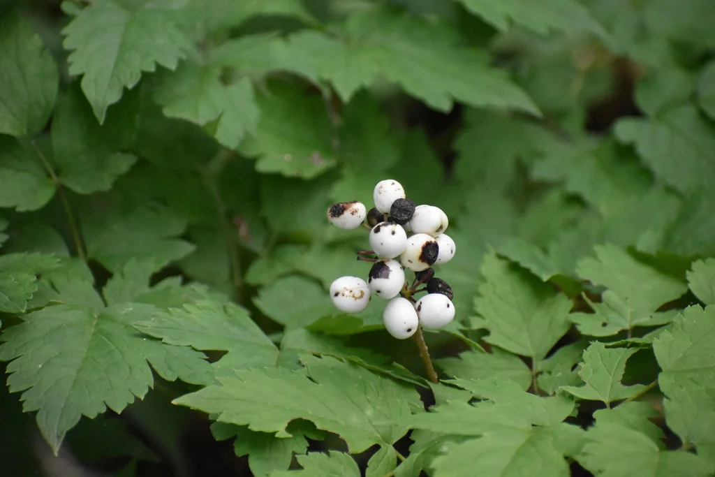 Actaea Rubra