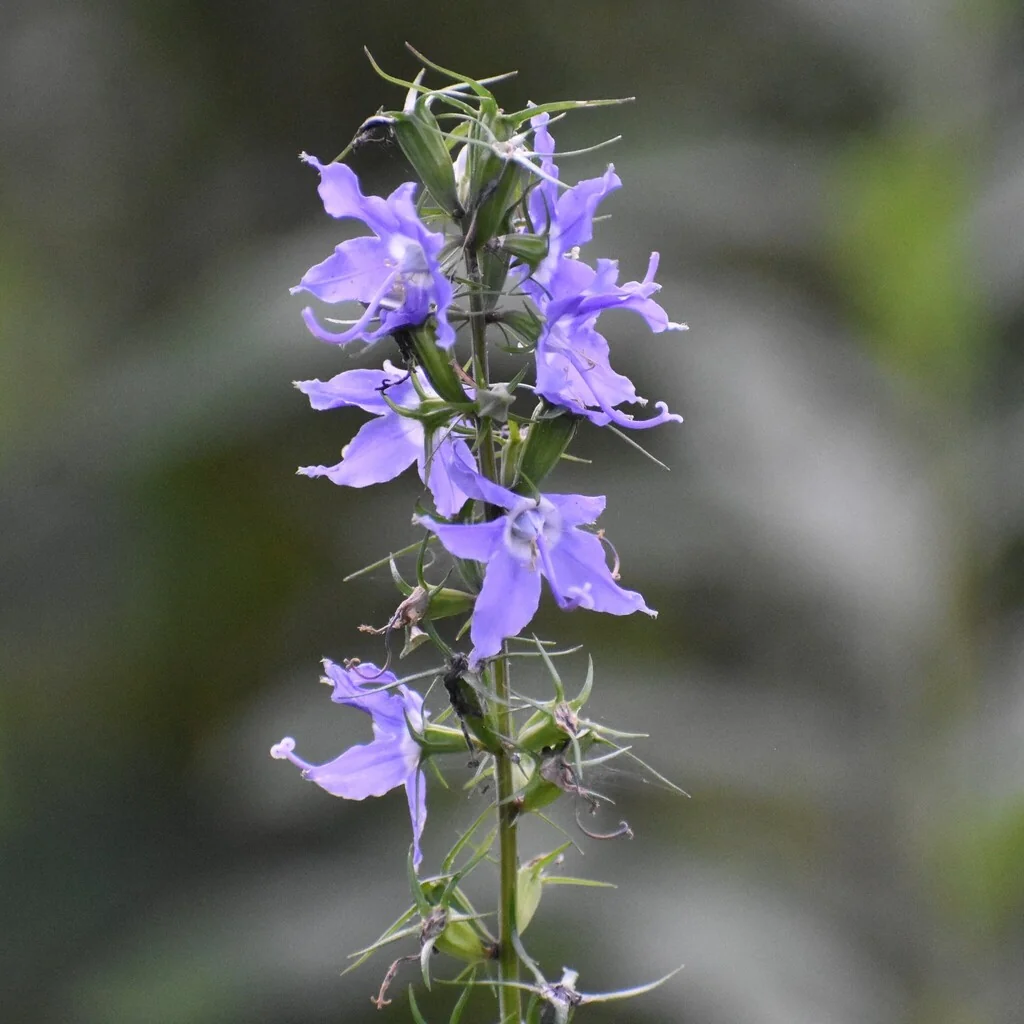 Campanula Americana