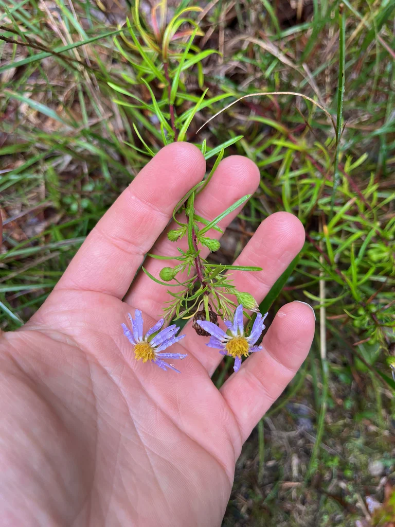 Ionactis linariifolius