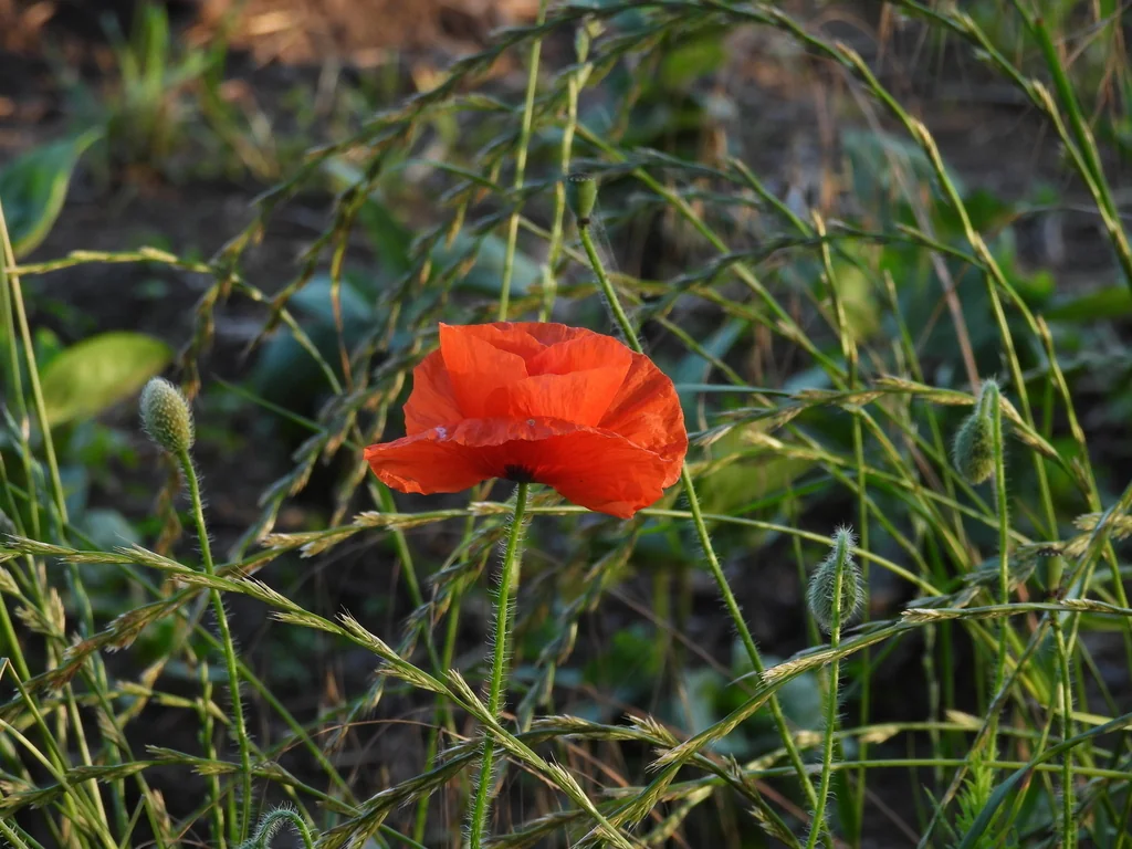 Papaver Rhoeas