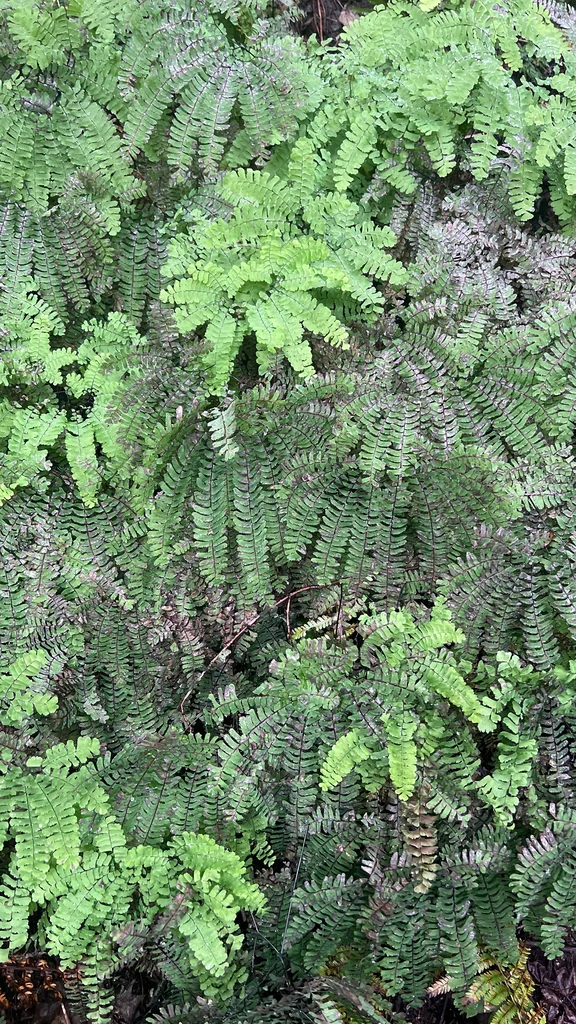 Adiantum Pedatum