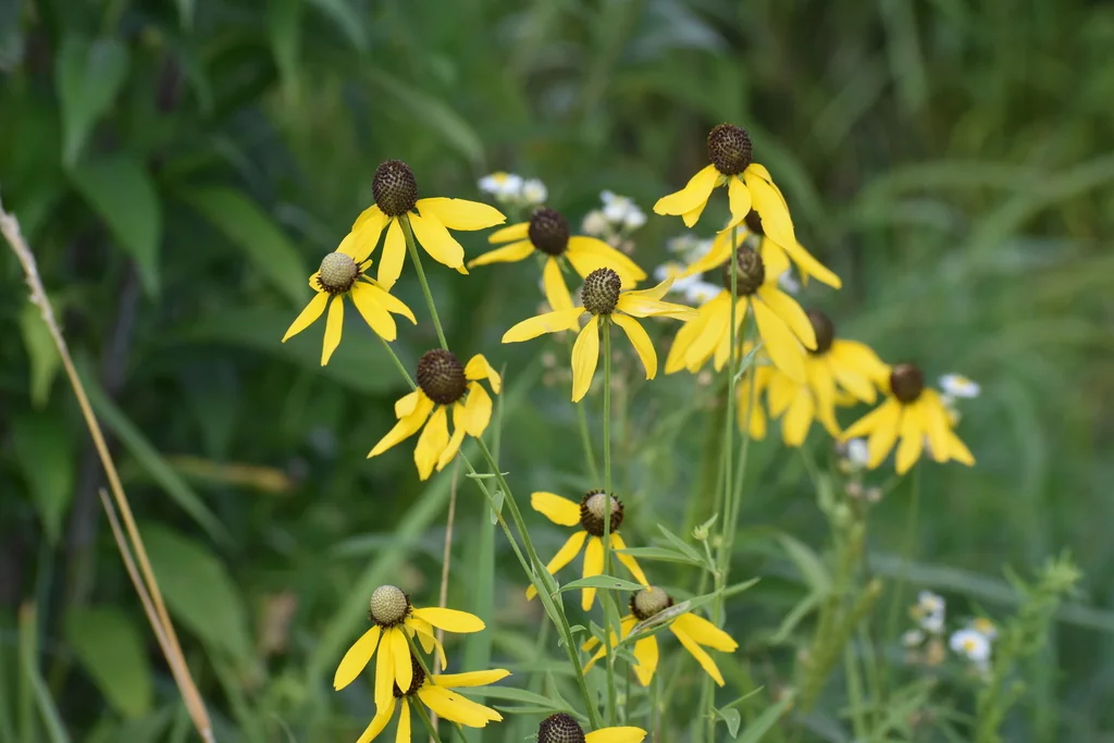 Ratibida Pinnata