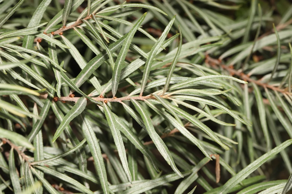 Hippophae Rhamnoides