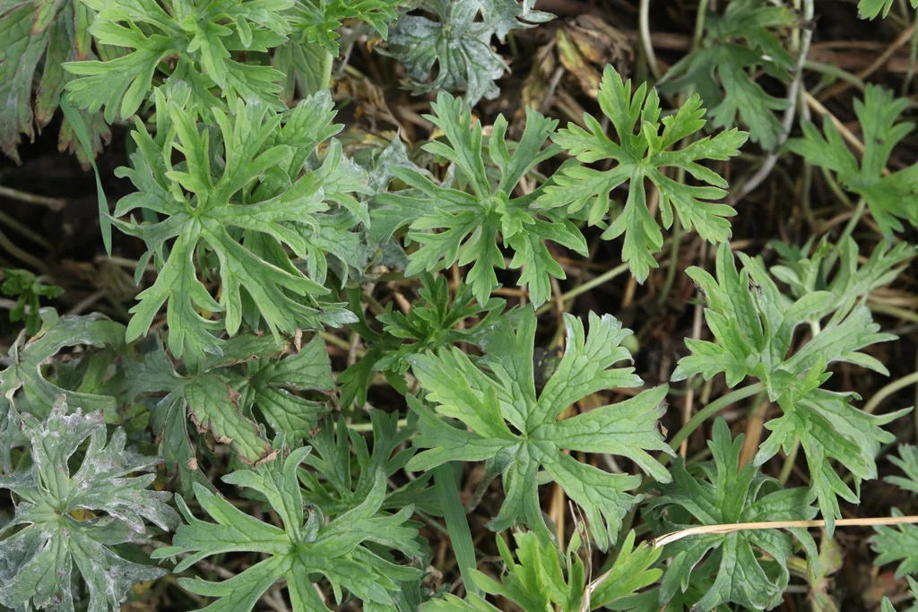 Geranium pratense