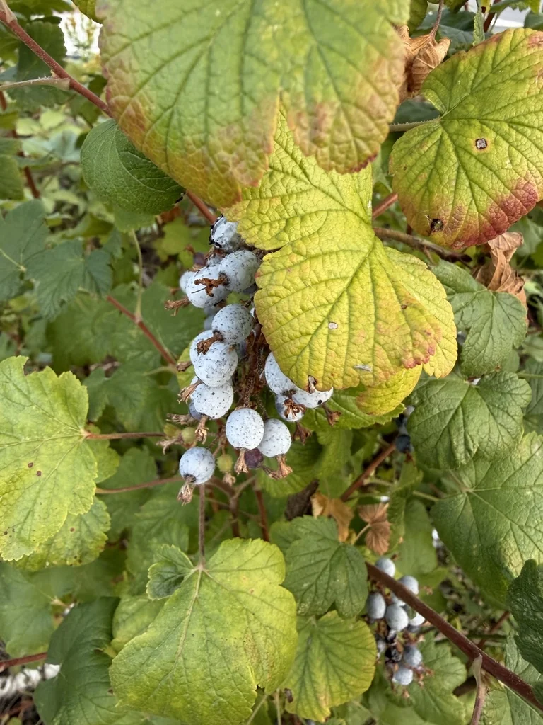 Ribes Sanguineum