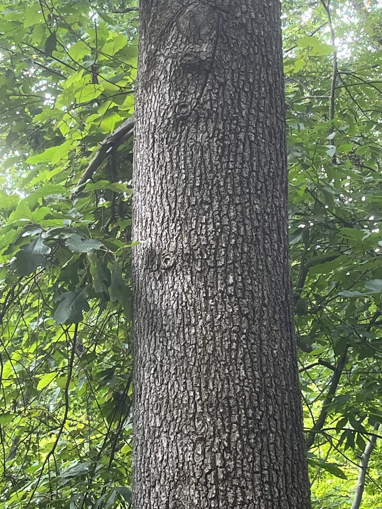 Quercus velutina
