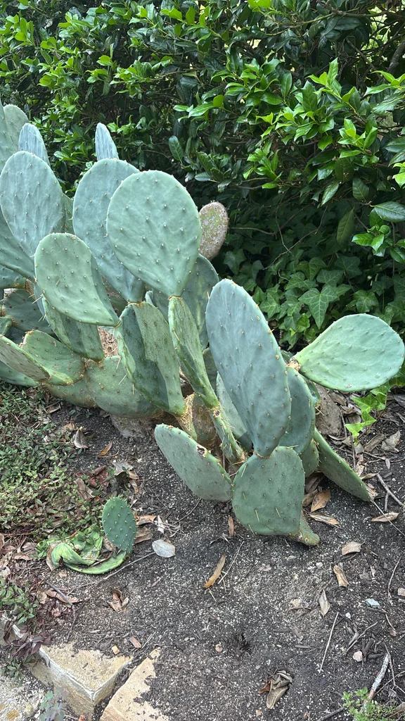 Opuntia Engelmannii