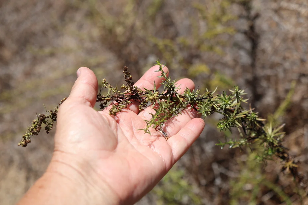 Artemisia Dracunculus