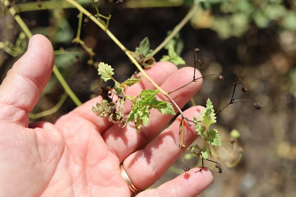 Scrophularia Californica