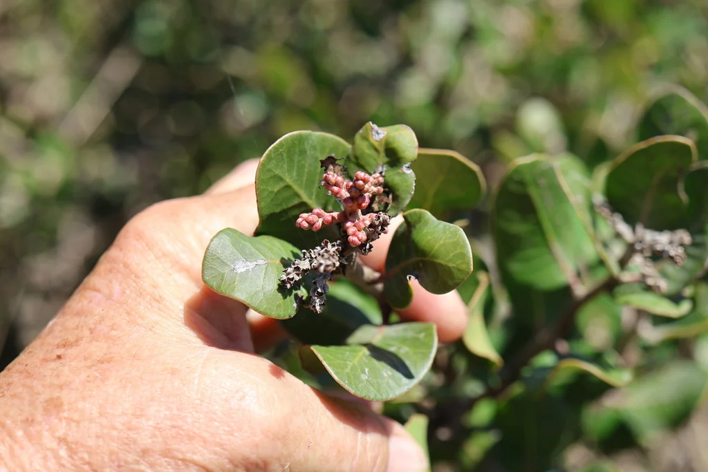 Rhus Integrifolia