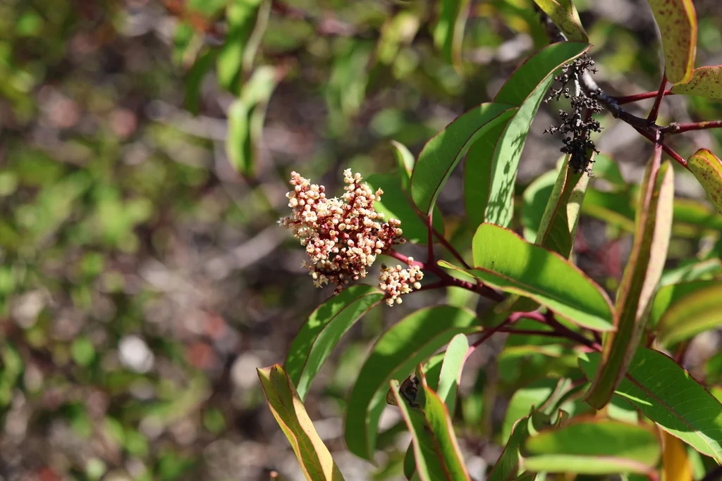 Malosma Laurina