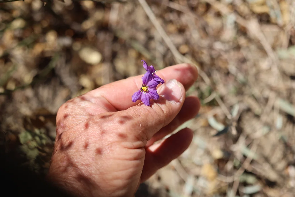 Solanum Umbelliferum