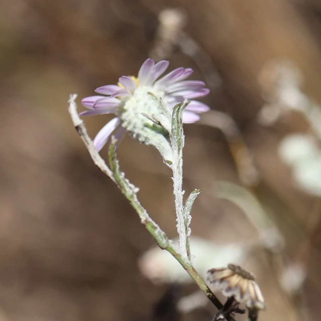 Lessingia Filaginifolia