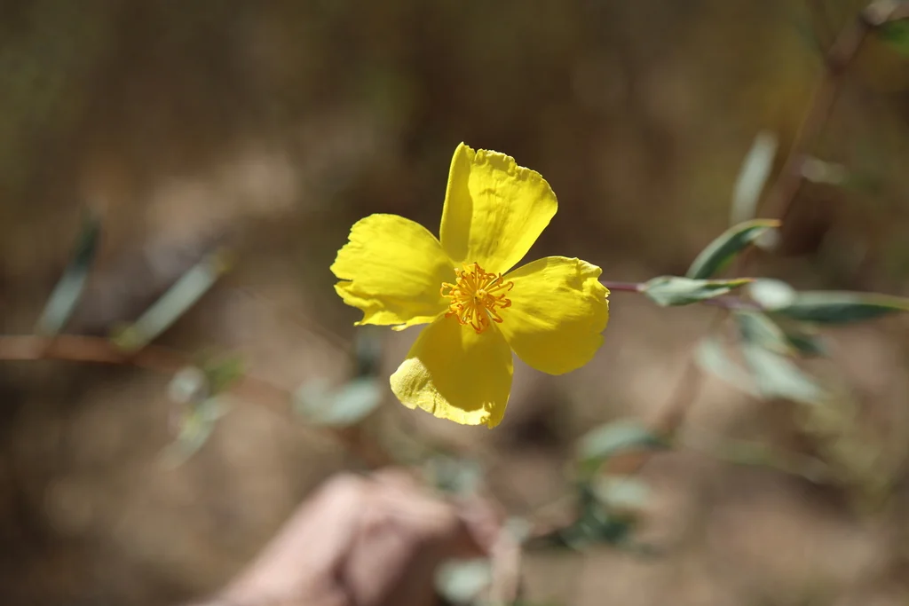 Dendromecon Rigida