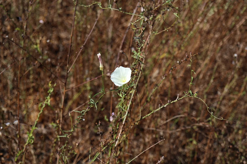 Calystegia Macrostegia
