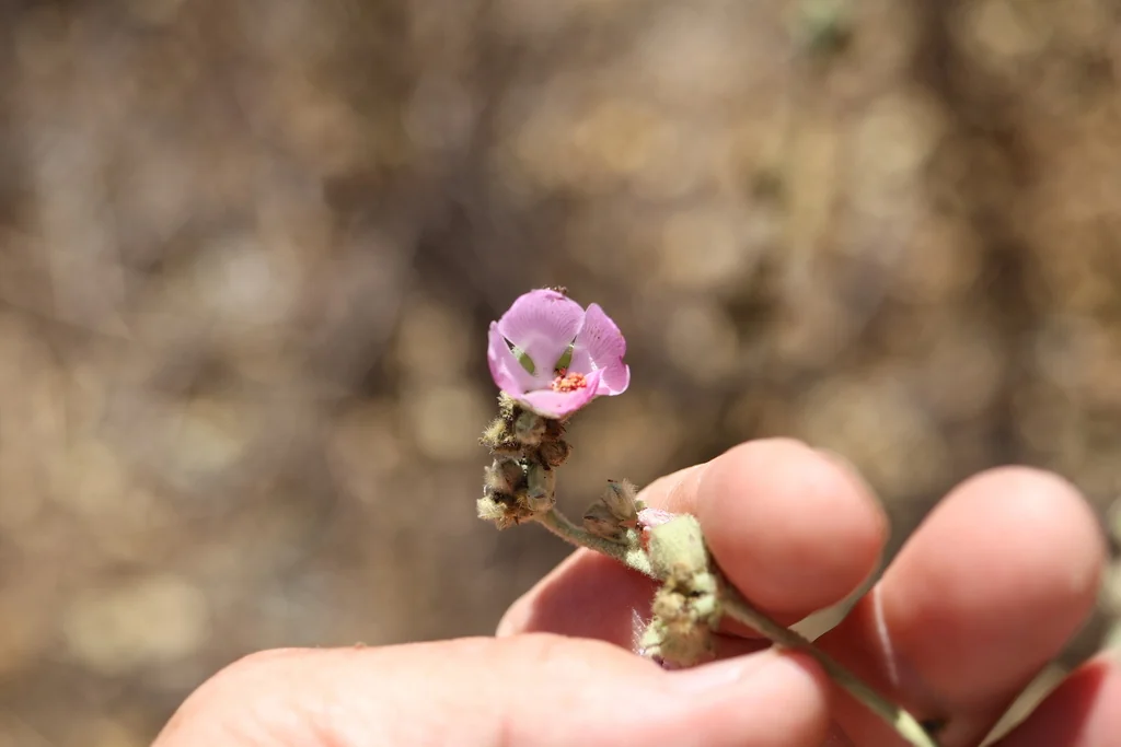 Malacothamnus Fasciculatus