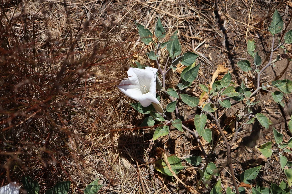Datura wrightii