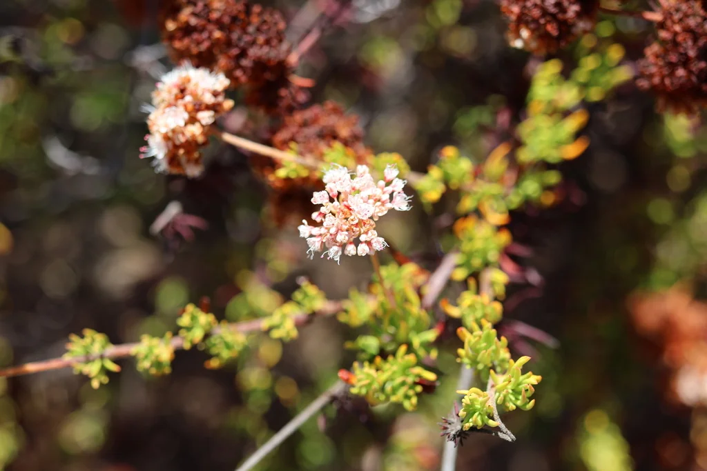 Eriogonum Fasciculatum