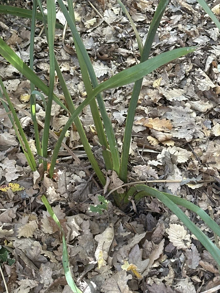 Phormium Tenax
