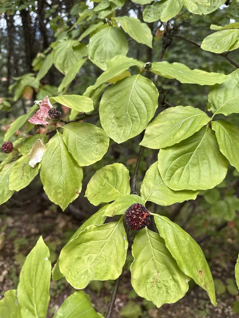 Cornus Nuttallii