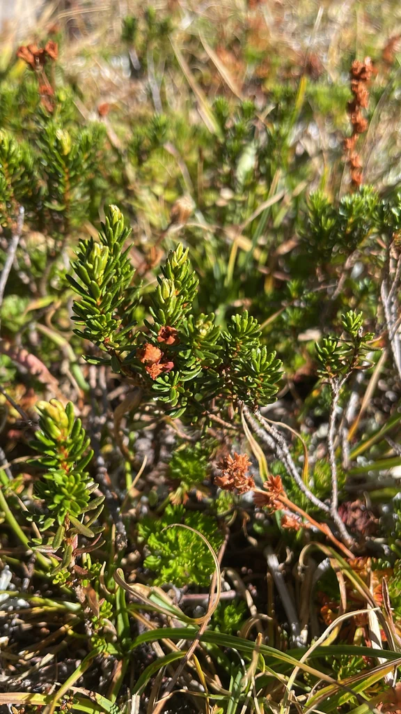 Phyllodoce Empetriformis