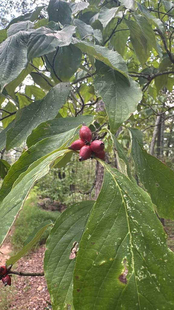 Cornus Florida
