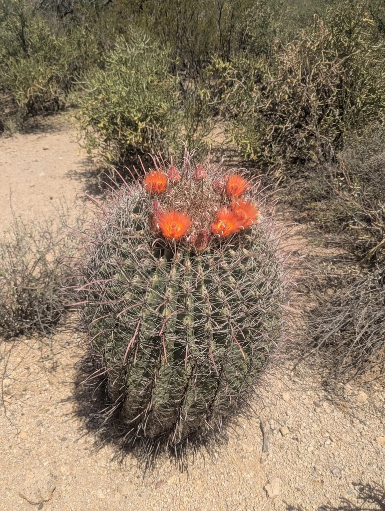 Ferocactus Wislizeni