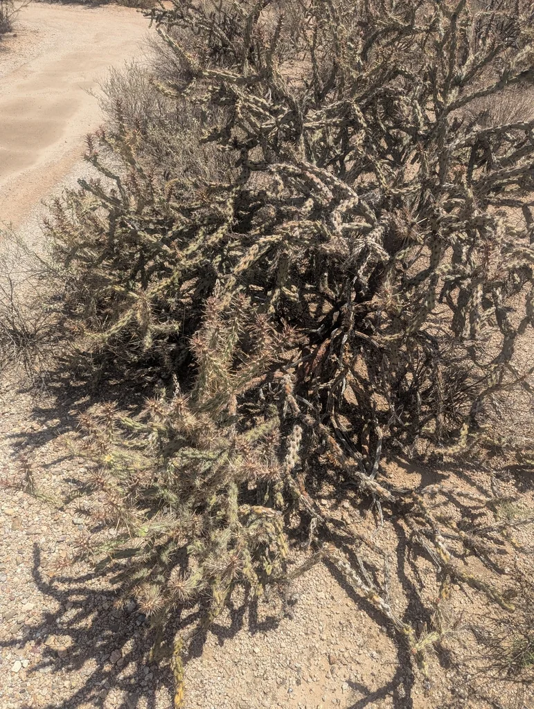 Cylindropuntia Acanthocarpa