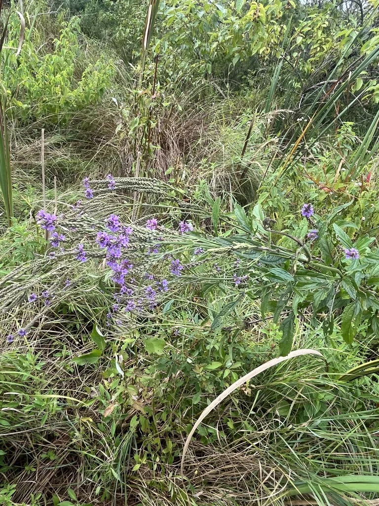 Verbena Hastata