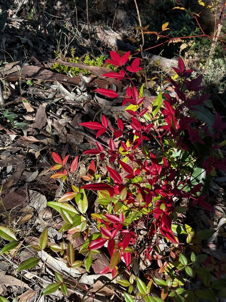 Nandina Domestica