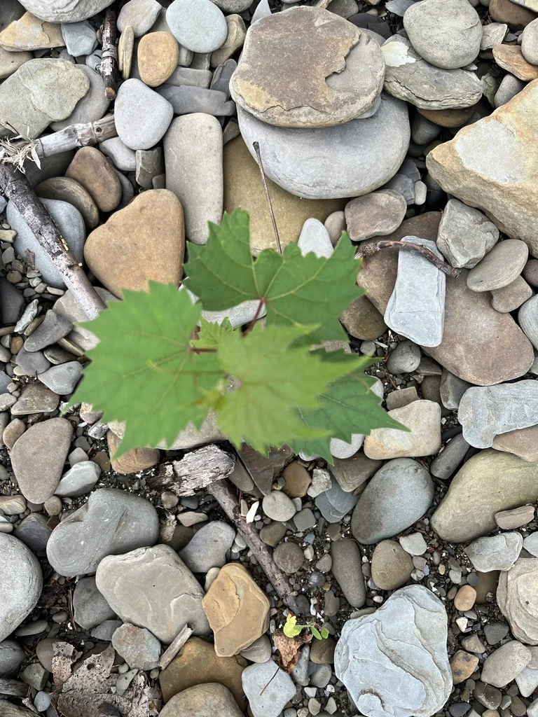 Vitis Riparia