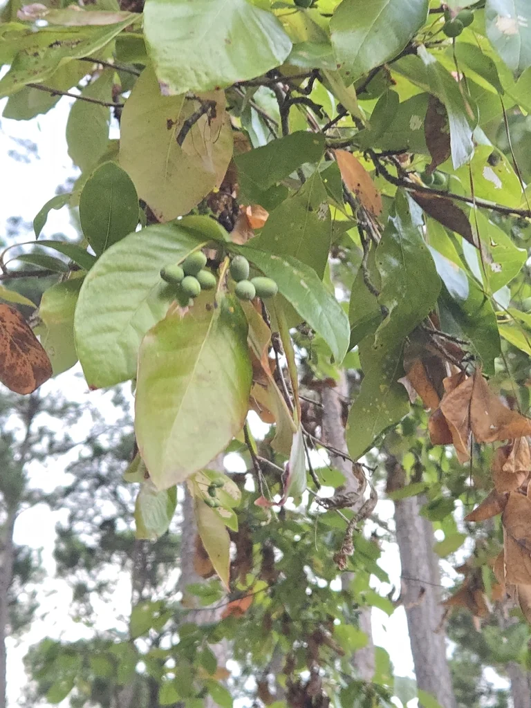 Nyssa Sylvatica