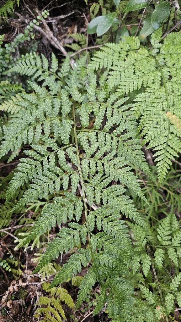 Rumohra Adiantiformis