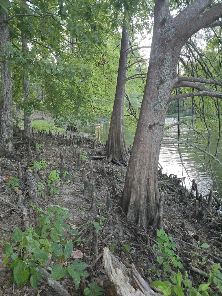 Taxodium Distichum