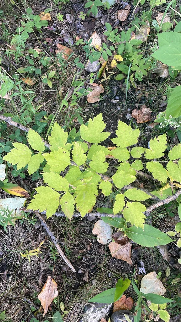 Actaea Rubra