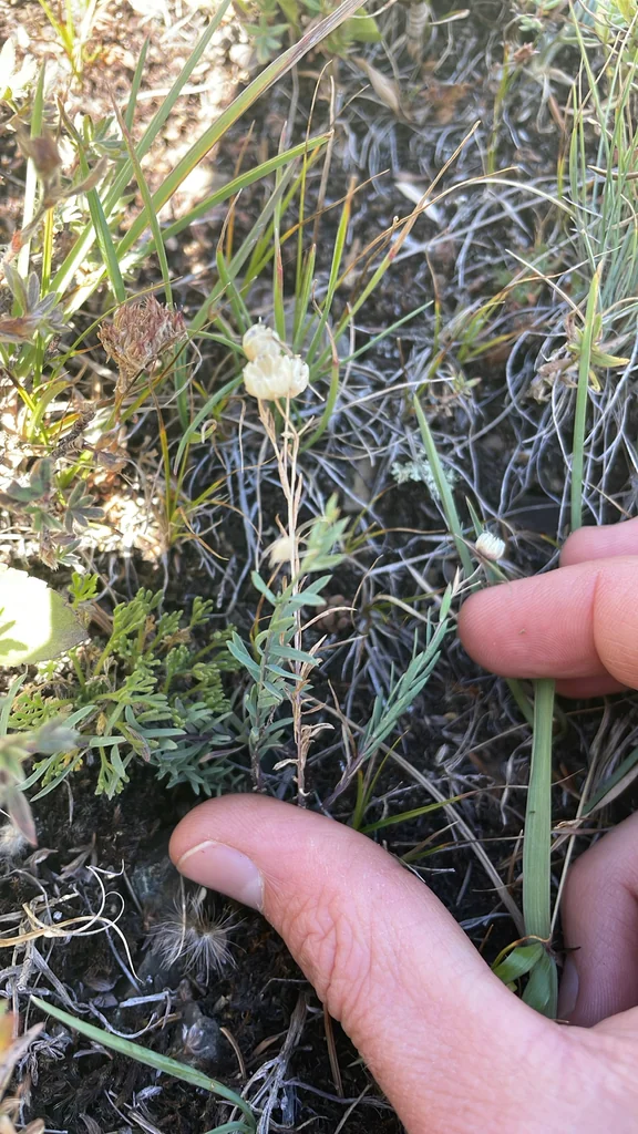 Linum Lewisii