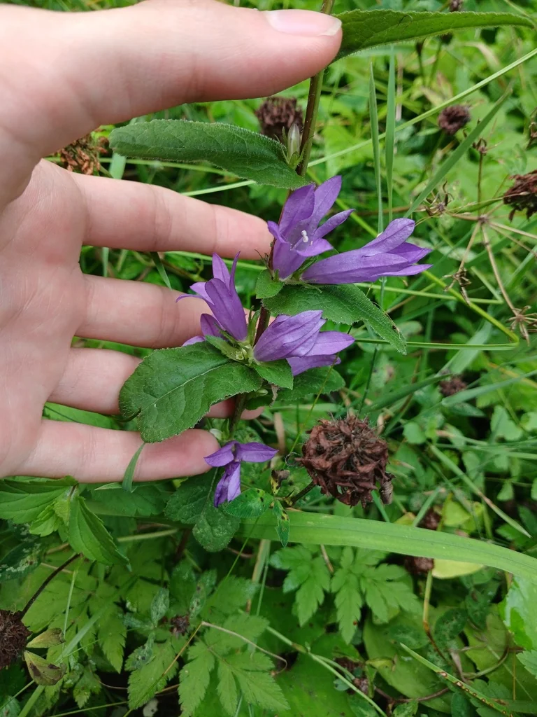Campanula glomerata
