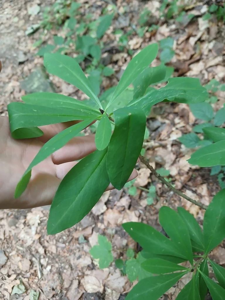 Daphne Mezereum