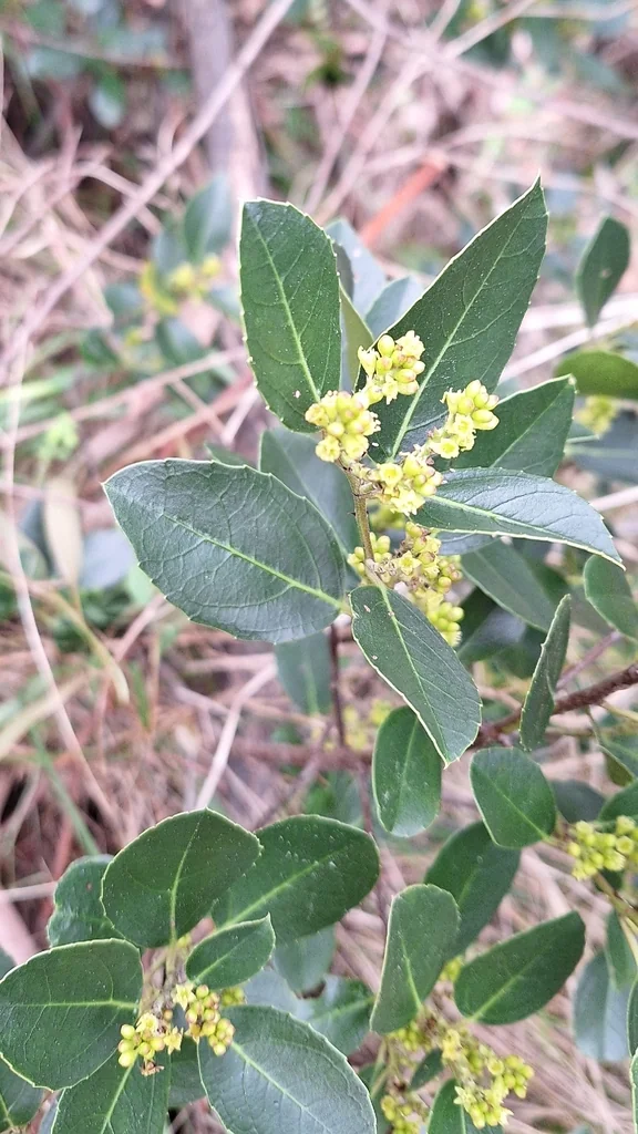 Rhamnus Alaternus