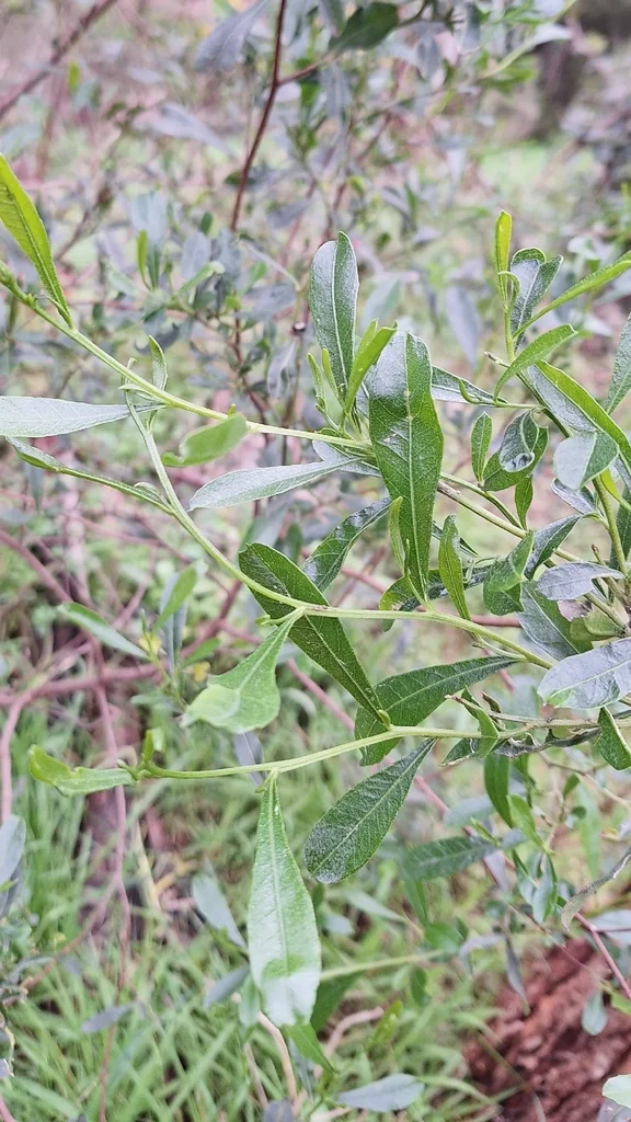 Dodonaea Viscosa